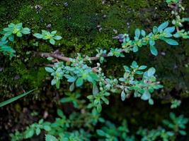 Leaved Gratiola or water hyssop is a plant belonging to the family, Scrophulariaceae It is a succulent with lots of food reserves glabrous or a smooth, hairless creeping herb photo