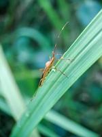 chlorophorus annularis longicorn tigre bambú o barrenador de bambú es una especie de escarabajo de la familia cerambycidae, sobre fondo de hojas verdes borroso foto