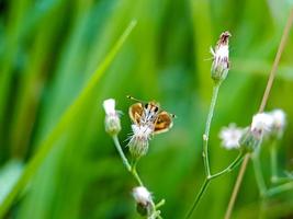 Detailed brown Rice Skippers in the wild on green background natural blur photo