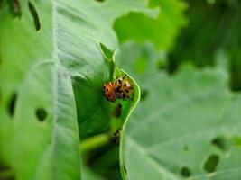 Cheilomenes is a genus of Coccinellidae ladybugs. they are big typical ladybugs They are always shiny and often have light spots on the elytra photo