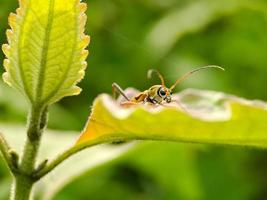 Chlorophorus annularis longicorn tiger bamboo or bamboo borer is a species of beetle in the family Cerambycidae, on green leaves background blur photo