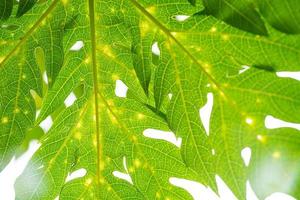 Papaya leaf texture photo