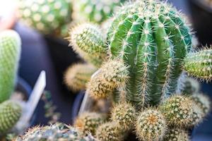 Close up cactus photo