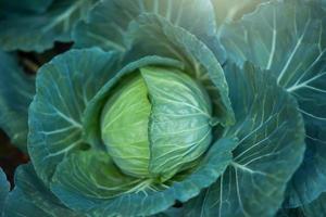 close-up photo of cabbage in the vegetable garden at sunset