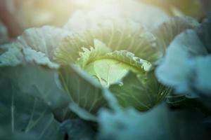 close-up photo of cabbage in the vegetable garden at sunset