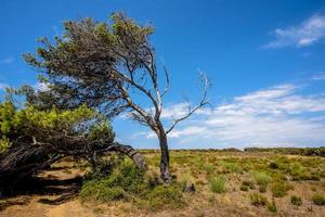 2022 08 10 croacia arbol y cielo foto