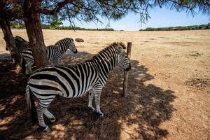 2022 08 09 Croazia Zebra photo