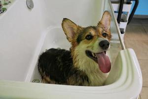 corgi welsh pembroke con piel mojada de pie en un baño después de bañarse y lavarse en el salón de aseo. higiene profesional, bienestar, procedimientos de spa del concepto de animales. idea de cuidado de mascotas domésticas. de cerca foto