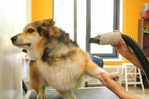 Pet professional master groomer blow drying corgi welsh pembroke dog after washing in grooming salon. Female hands using hair dryer getting fur dried with a blower. Animal hairstyle concept. Close-up photo