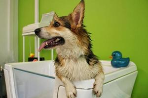 Corgi welsh pembroke with wet fur standing in a bathroom after bathing and washing in grooming salon. Professional hygiene, welness, spa procedures of animals concept. Domestic pet care idea. Close up photo