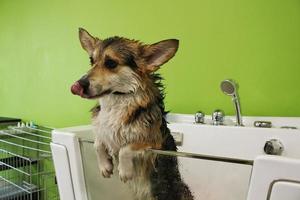 Corgi welsh pembroke with wet fur standing in a bathroom after bathing and washing in grooming salon. Professional hygiene, welness, spa procedures of animals concept. Domestic pet care idea. Close up photo