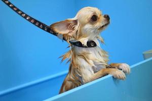 Funny chihuahua dog with wet fur standing in a bathroom after bathing and washing in grooming salon. Professional hygiene, wellness, spa procedures of animals concept. Pet care idea. Close up photo