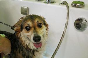 Funny corgi welsh pembroke taking a relax shower in grooming salon. Hand of woman groomer bathing a dog. Wet fur. Professional washing, hygiene, welness, spa procedures of animals concept. Close up photo