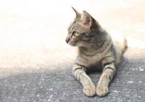 gray cat lying down  on cement floor and looking sideway. photo