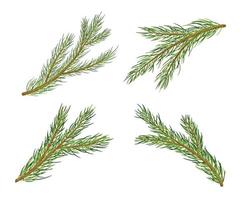 Pine Tree Branches. Vector Cartoon Set isolated on white