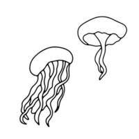 Vector outline drawing jellyfish isolated on white background. Set of line sea animals