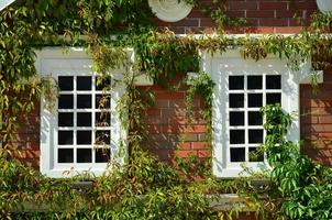 White window on green wall with climbing plant. Natural green leaf grass cover wall with white window background, Eco friendly backdrop photo