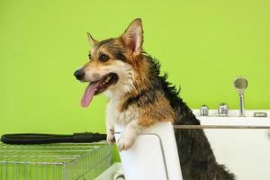 Corgi welsh pembroke with wet fur standing in a bathroom after bathing and washing in grooming salon. Professional hygiene, welness, spa procedures of animals concept. Domestic pet care idea. Close up photo