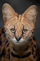 Portrait of Serval photo