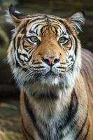 Sumatran tiger in zoo photo
