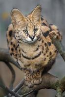 Portrait of Serval photo