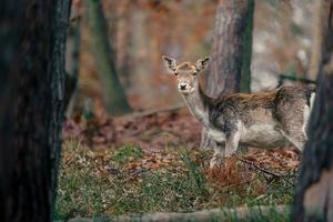 European fallow deer photo