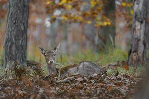 European fallow deer photo