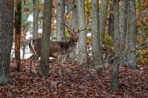 European fallow deer photo