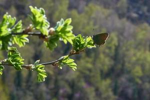 raya de pelo verde sobre hojas verdes en una rama, altai, valle de chulyshman foto