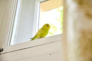 Close up of a Budgerigar parakee isolated on white background photo