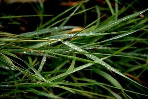 Fresh green grass with dew drops close up. Water driops on the fresh grass after rain. dew on the green grass. photo