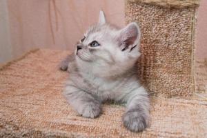 beautiful British gray white kitten lying on cat house and looking up photo