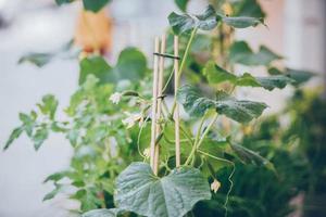 Homegrown cucumber seedling photo