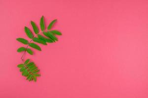 hojas de serbal verde sobre fondo rosa brillante foto