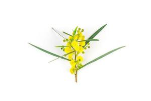 Acacia pycnantha isolated on white background photo