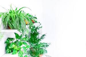 Green plants home decoration on white background photo