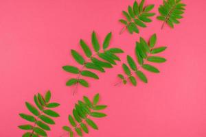 Green rowan tree leaves on bright pink background photo