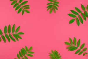 hojas de serbal verde sobre fondo rosa brillante foto