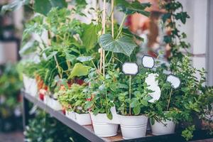 Homegrown herbs seedling pots photo