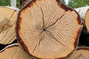 cross section of birch tree close up. Birch trunk section pattern. wooden texture photo