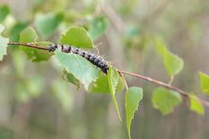 caterpillar crawling on a birch branch, insects in nature photo