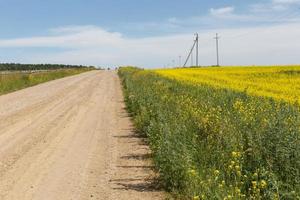 Gravel road in a blooming field of oilseed rape. Summer sunny day. photo