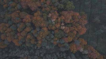 Top down view of autumn forest photo