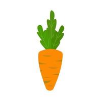 Orange carrot with green leaves. Cartoon vegetables vector