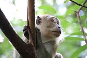 macaco de cola larga en un árbol foto