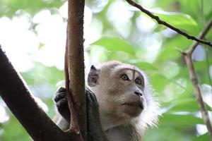 macaco de cola larga en un árbol foto