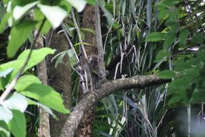 Long tailed macaque on a tree photo