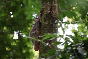 sunda colugo en un árbol foto