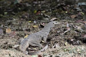 Clouded monitor lizard sifting through leaf litter photo