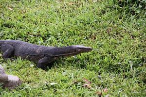 Malayan Water Monitor in a park photo